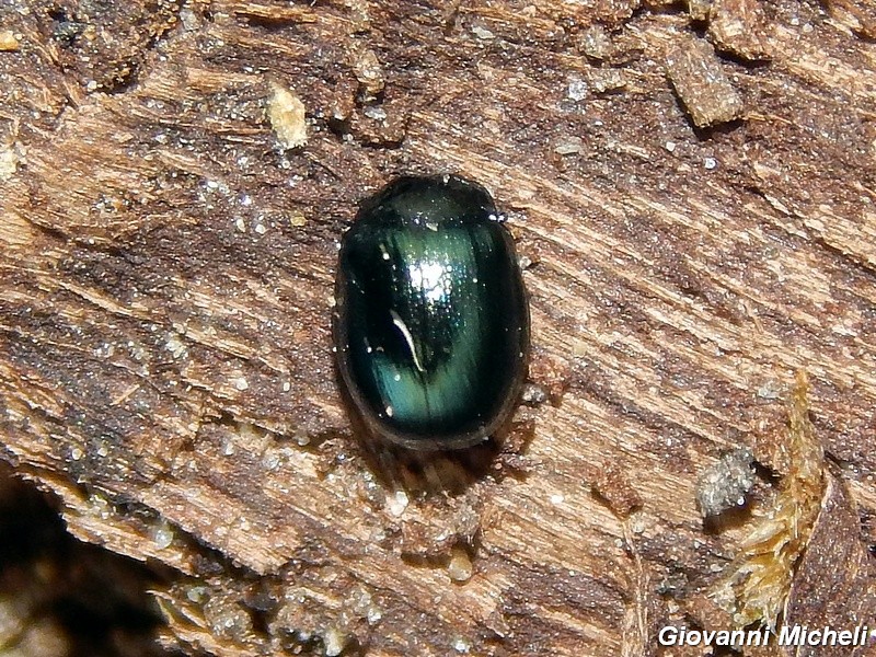 Chrysolina (cf.) varians, Chrysomelidae